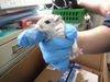 adoptable Gerbil in OKC, OK named SPOT