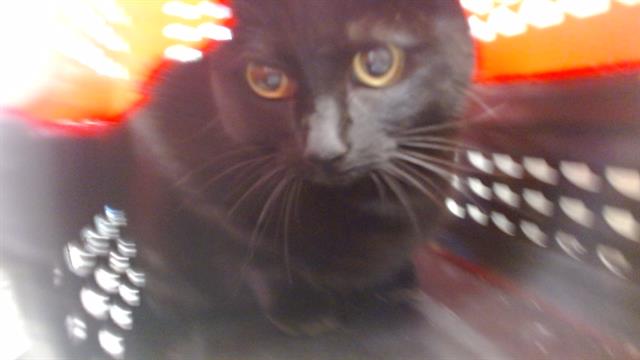 adoptable Cat in OKC, OK named PENELOPE