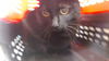 adoptable Cat in OKC, OK named PENELOPE