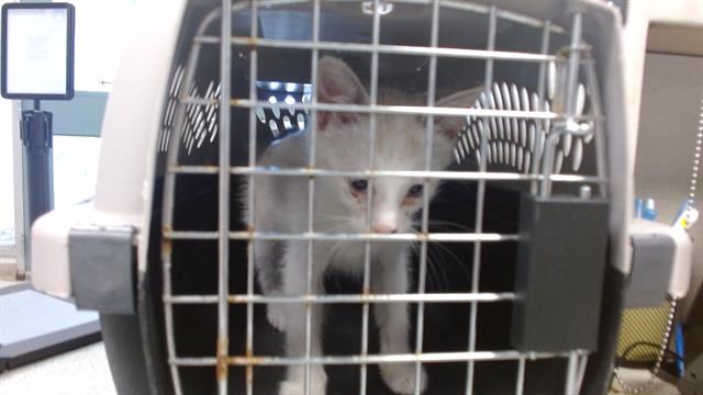 adoptable Cat in OKC, OK named A459251