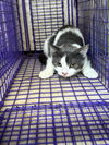 adoptable Cat in OKC, OK named A459450