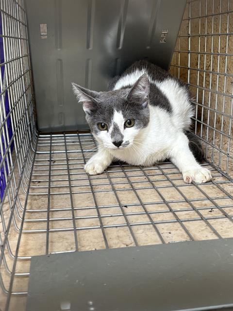 adoptable Cat in OKC, OK named A459451