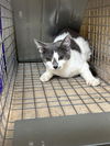 adoptable Cat in OKC, OK named A459451