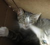 adoptable Cat in  named CATRICK