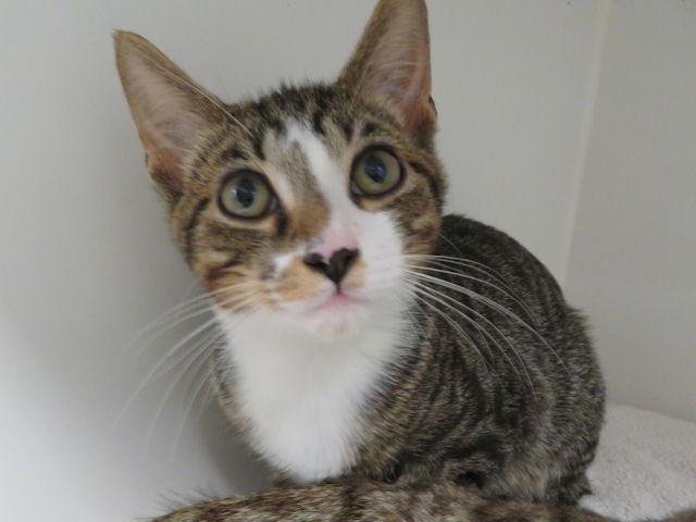 adoptable Cat in OKC, OK named CATRICK