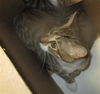 adoptable Cat in  named CLAWDIA