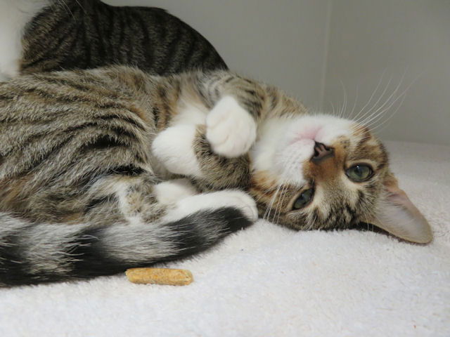adoptable Cat in OKC, OK named CLAWDIA