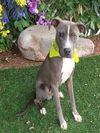 adoptable Dog in  named ARCHIE