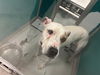 adoptable Dog in  named ACE