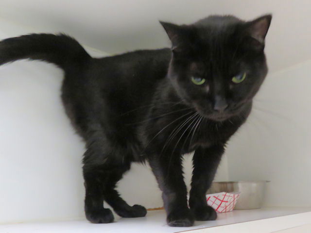 adoptable Cat in OKC, OK named HARPER LEE