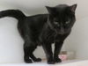 adoptable Cat in OKC, OK named HARPER LEE