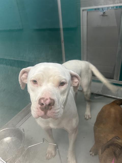 adoptable Dog in OKC, OK named MARSHMALLOW