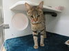 adoptable Cat in OKC, OK named CRICKET