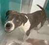 adoptable Dog in OKC, OK named DOLLY