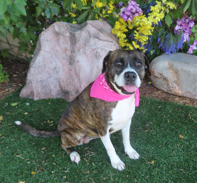 adoptable Dog in OKC, OK named DOLLY