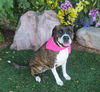 adoptable Dog in  named DOLLY