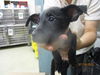 adoptable Dog in  named A459329
