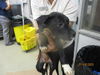 adoptable Dog in  named A459330