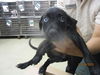 adoptable Dog in  named A459331