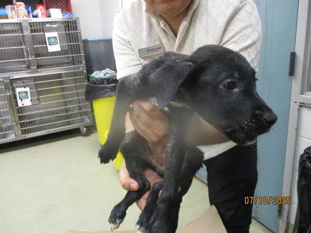 adoptable Dog in OKC, OK named A459332