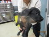adoptable Dog in  named A459332