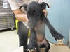 adoptable Dog in  named A459333