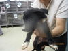 adoptable Dog in  named A459334