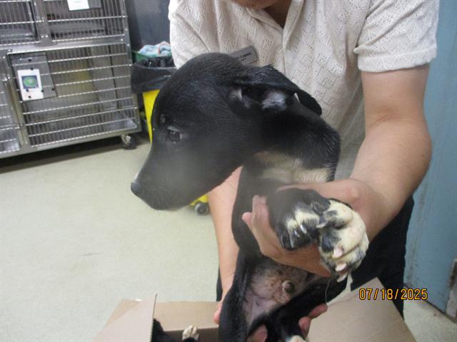 adoptable Dog in OKC, OK named A459335