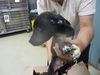 adoptable Dog in  named A459335