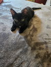adoptable Cat in OKC, OK named ABIGAIL