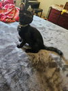 adoptable Cat in OKC, OK named JACOB
