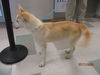 adoptable Dog in  named COUSCOUS