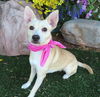 adoptable Dog in OKC, OK named LUCY