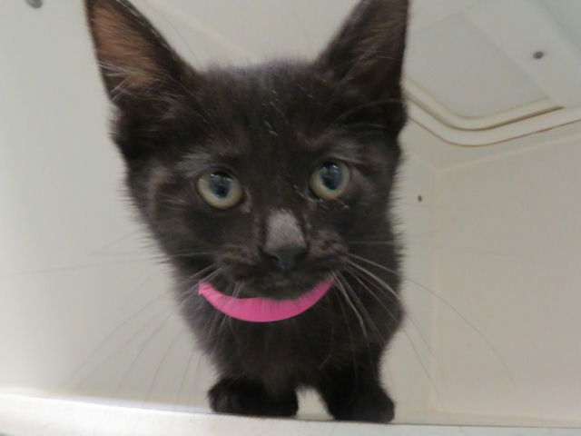adoptable Cat in OKC, OK named DEMI