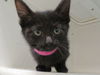 adoptable Cat in OKC, OK named DEMI