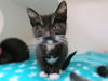 adoptable Cat in OKC, OK named DANA