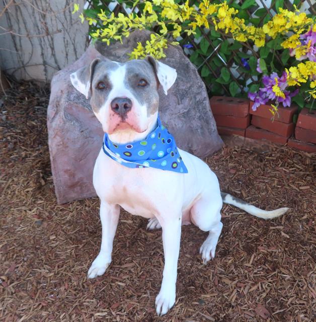 adoptable Dog in OKC, OK named INDY
