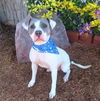 adoptable Dog in  named INDY