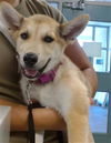 adoptable Dog in OKC, OK named A459385