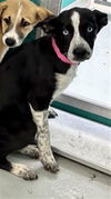 adoptable Dog in OKC, OK named ANNIE