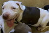 adoptable Dog in OKC, OK named A459428