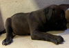 adoptable Dog in OKC, OK named A459429
