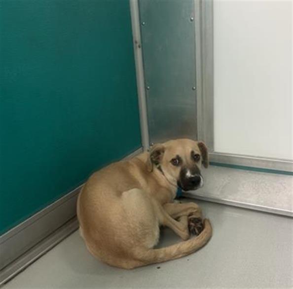 adoptable Dog in OKC, OK named BECKY