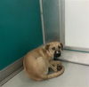 adoptable Dog in  named BECKY