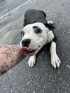 adoptable Dog in OKC, OK named FLOWER