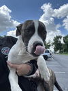 adoptable Dog in OKC, OK named DUKE