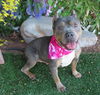 adoptable Dog in OKC, OK named CORA