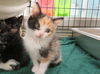 adoptable Cat in  named ROSE