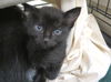 adoptable Cat in  named BASIL
