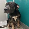 adoptable Dog in OKC, OK named SNOOPY